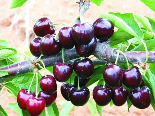 摘過(guò)之后的吉塞拉櫻桃苗需要如何補(bǔ)肥料呢？